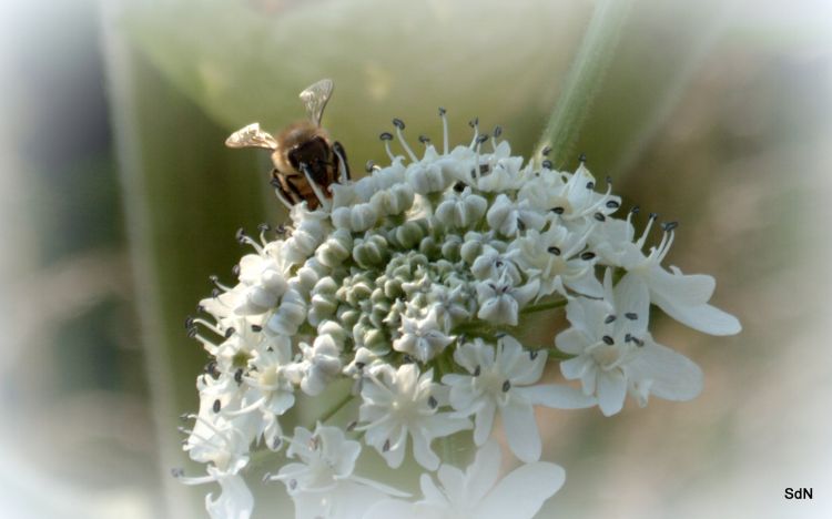 Fonds d'cran Animaux Insectes - Abeilles Gupes ... SAINT JANS CAPPEL