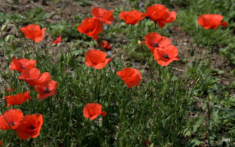 Fonds d'cran Nature Fleurs SAINT JANS CAPPEL