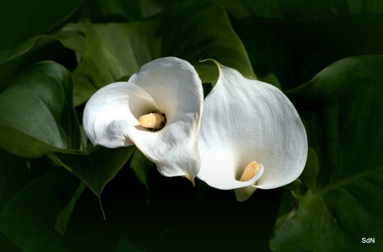 Fonds d'cran Nature Fleurs SAINT JANS CAPPEL