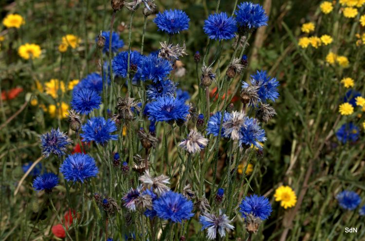 Fonds d'cran Nature Fleurs SAINT JANS CAPPEL