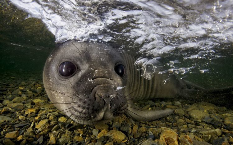 Fonds d'cran Animaux Vie marine - Phoques Wallpaper N349952