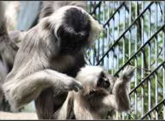  Animaux Tendresse