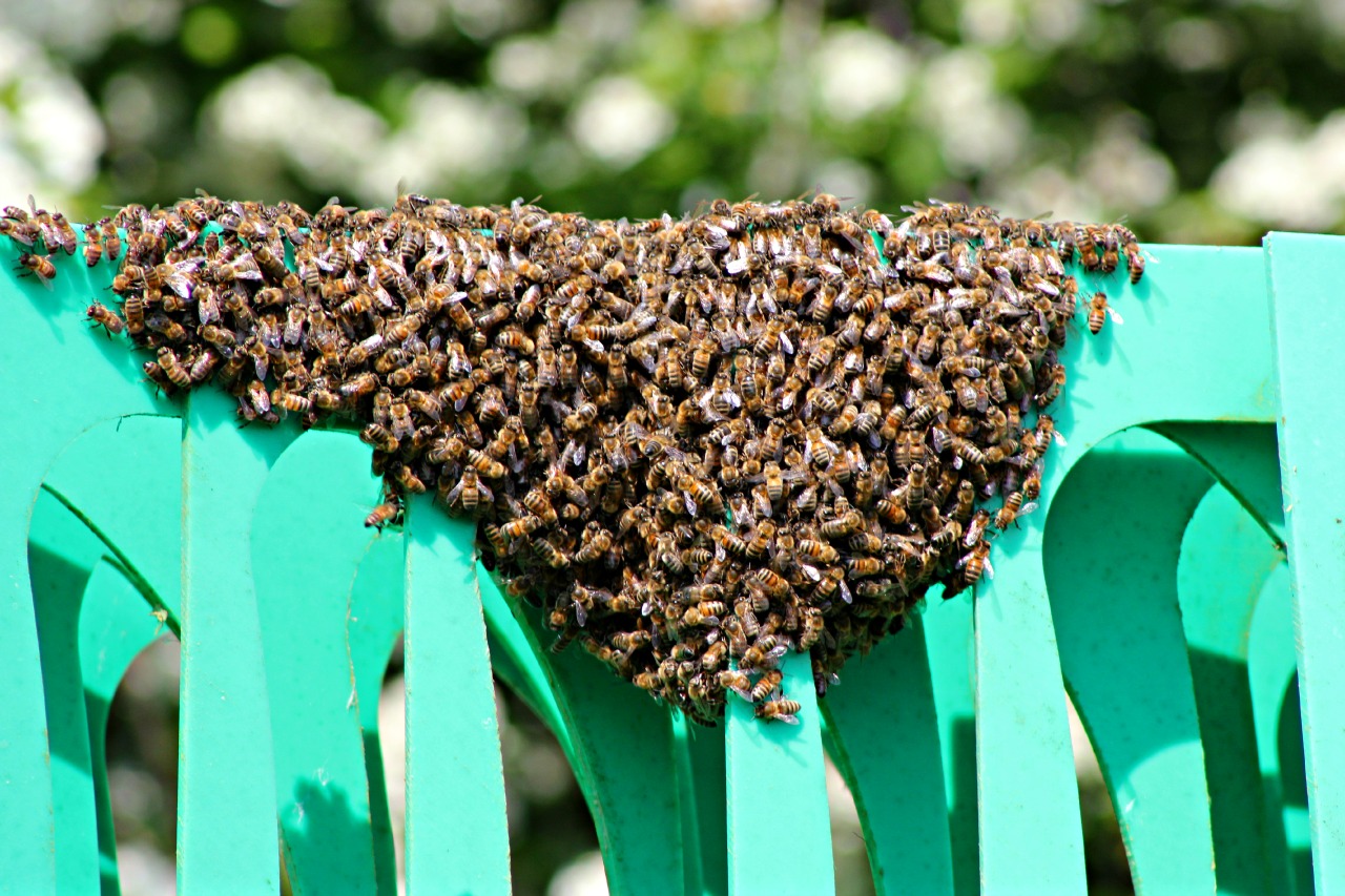 Fonds d'cran Animaux Insectes - Abeilles Gupes ... 