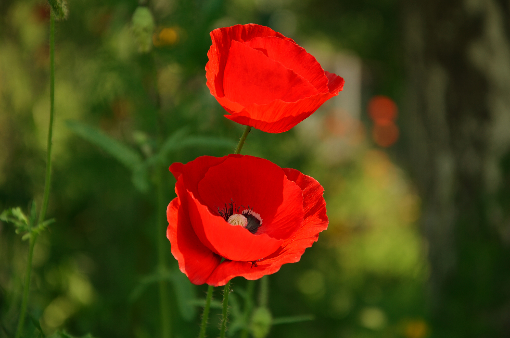 Fonds d'cran Nature Fleurs 