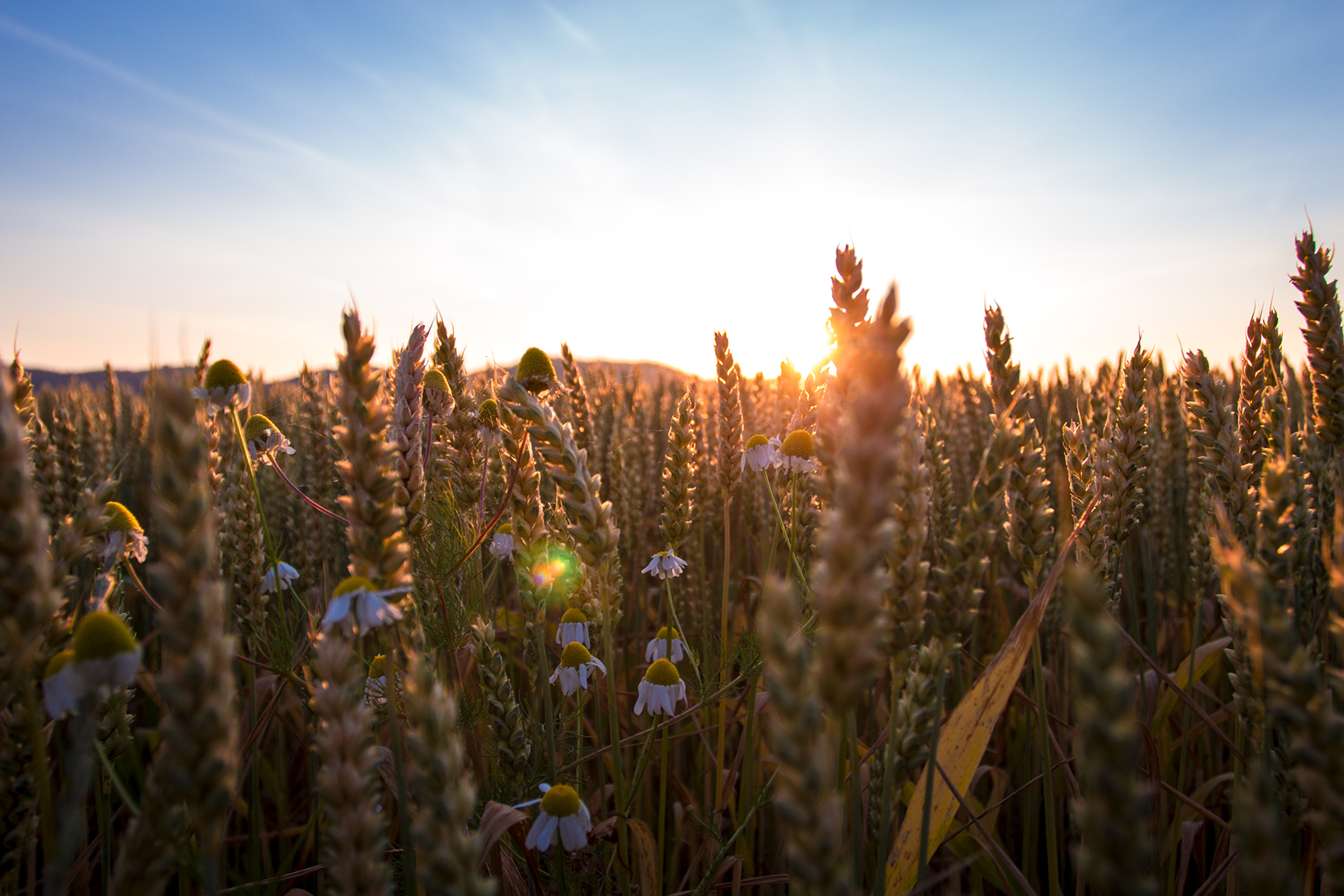 Wallpapers Nature Flowers Fin d'une journe d't