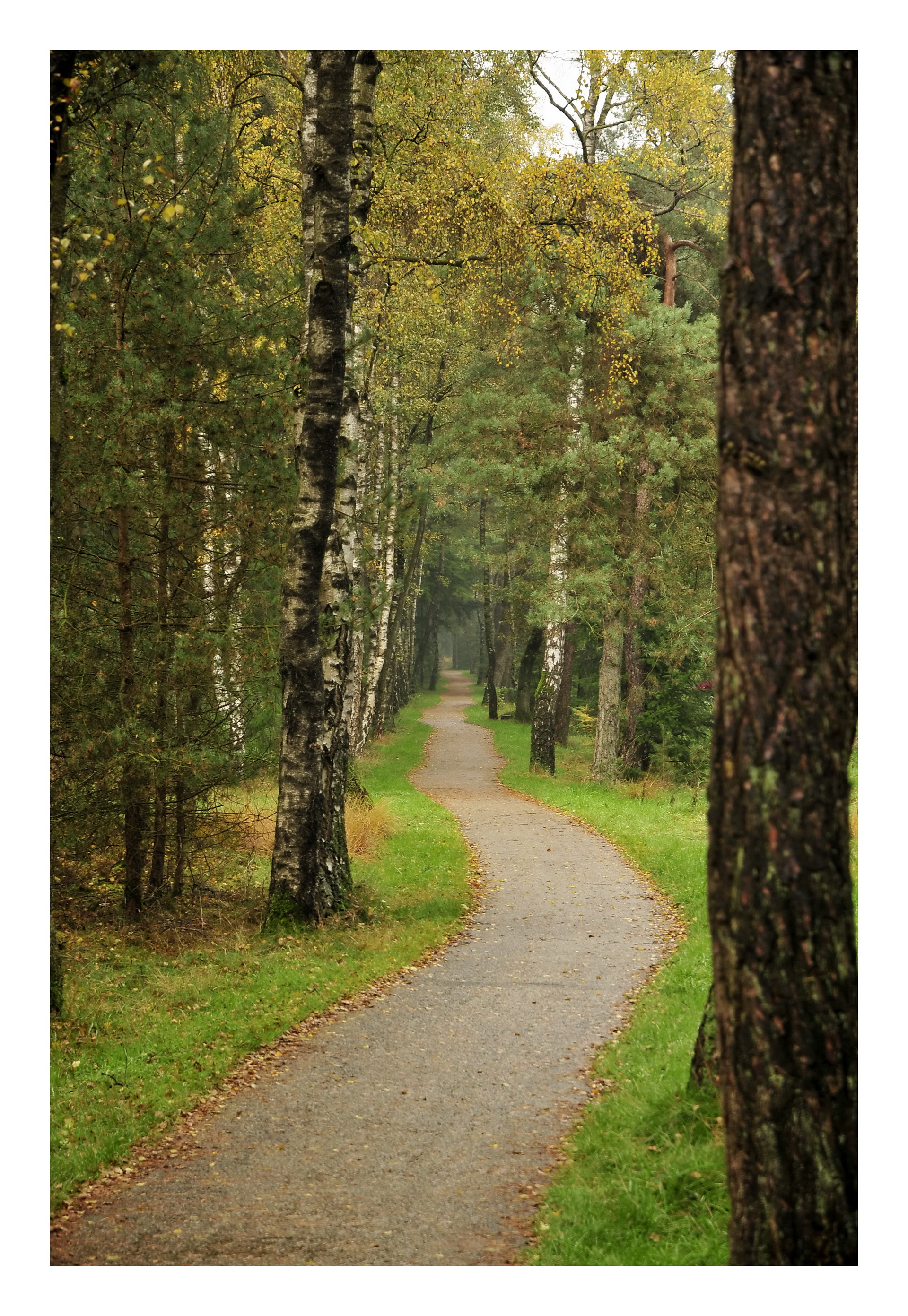 Fonds d'cran Nature Saisons - Automne Promenade dans la nature (Luxembourg)