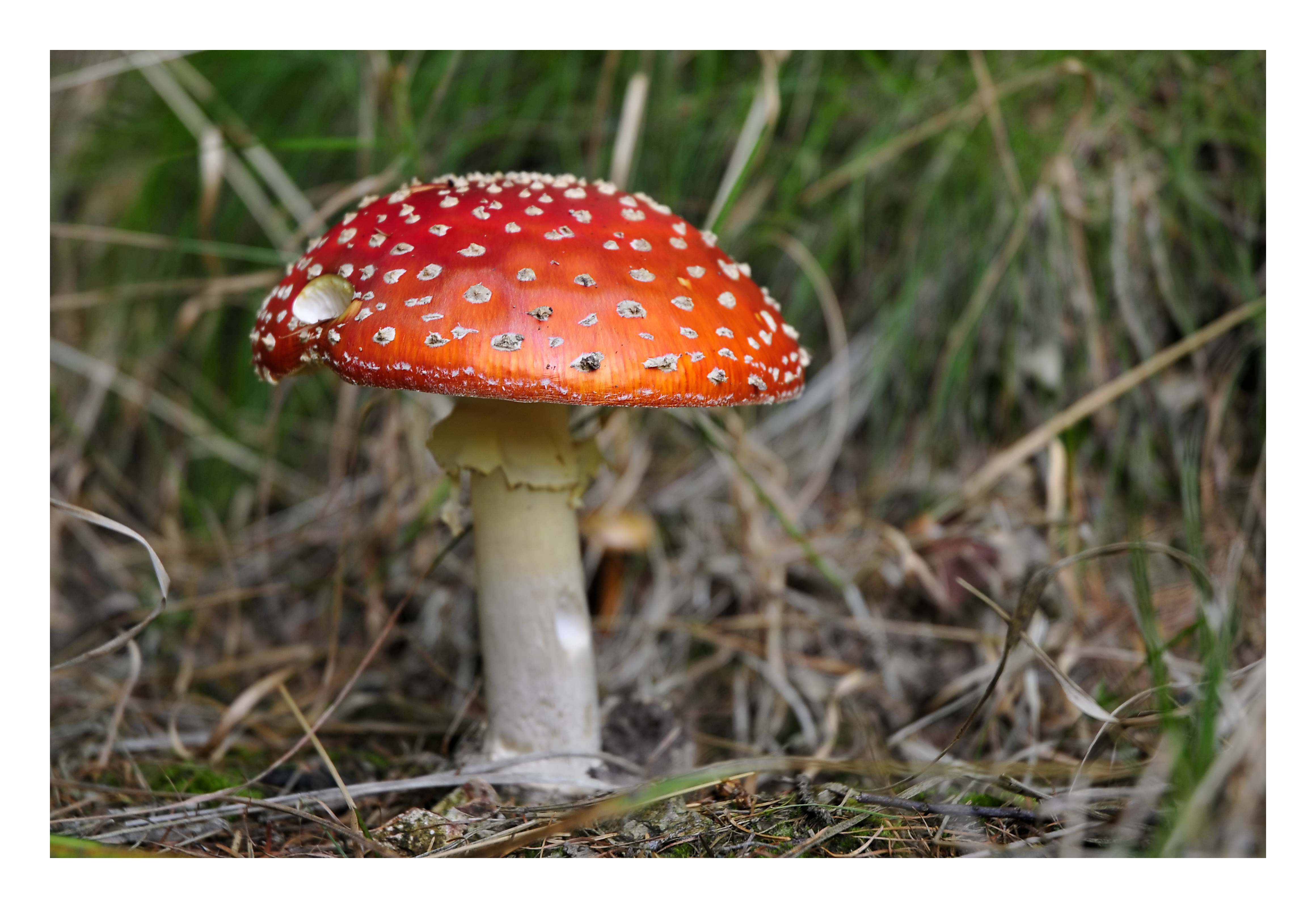 Fonds d'cran Nature Champignons Champignon