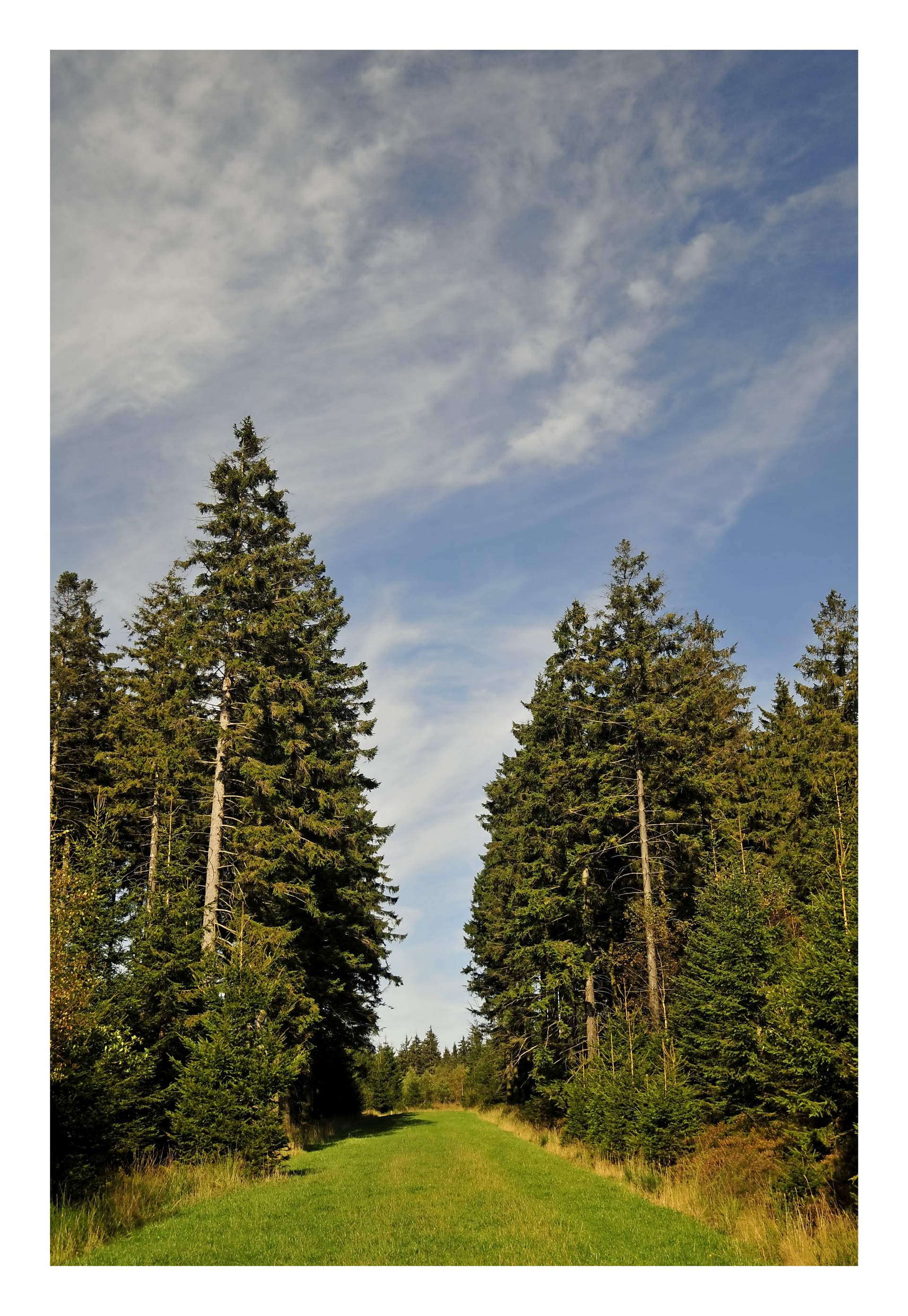 Fonds d'cran Nature Arbres - Forts Promenade dans la nature (Fagne)