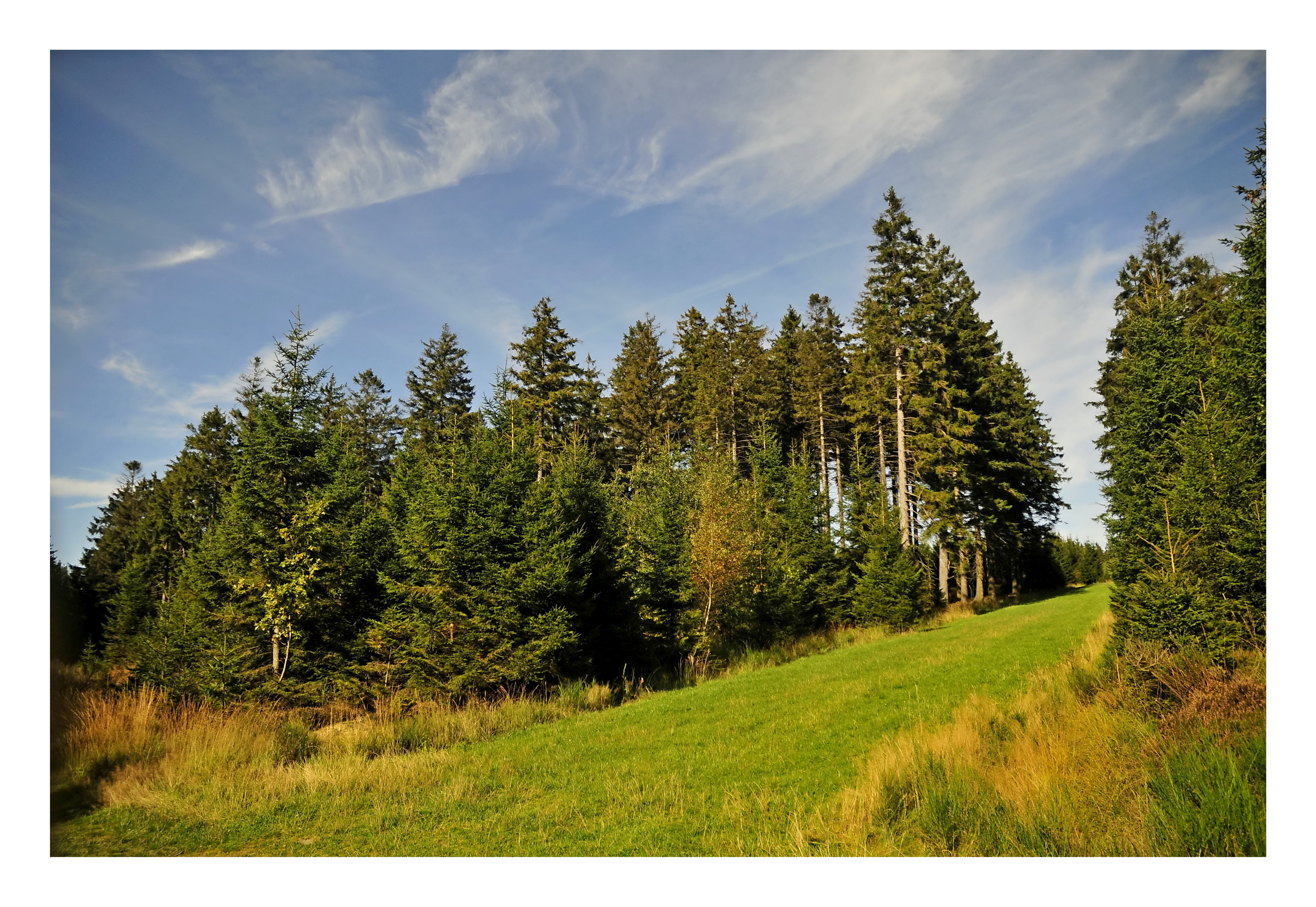 Fonds d'cran Nature Arbres - Forts Promenade dans la nature (Fagne) .2