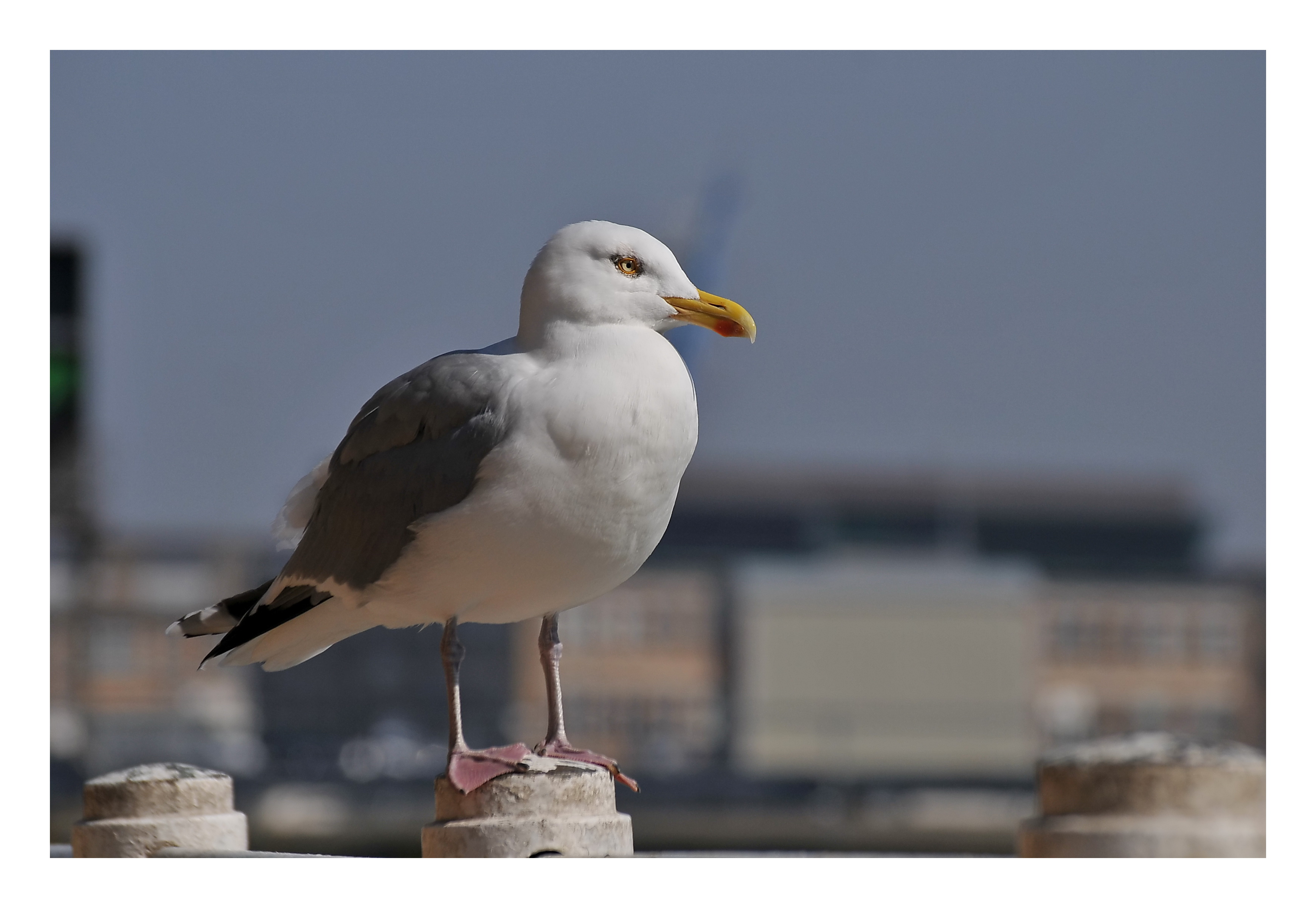 Fonds d'cran Animaux Oiseaux - Mouettes et Golands Mouette