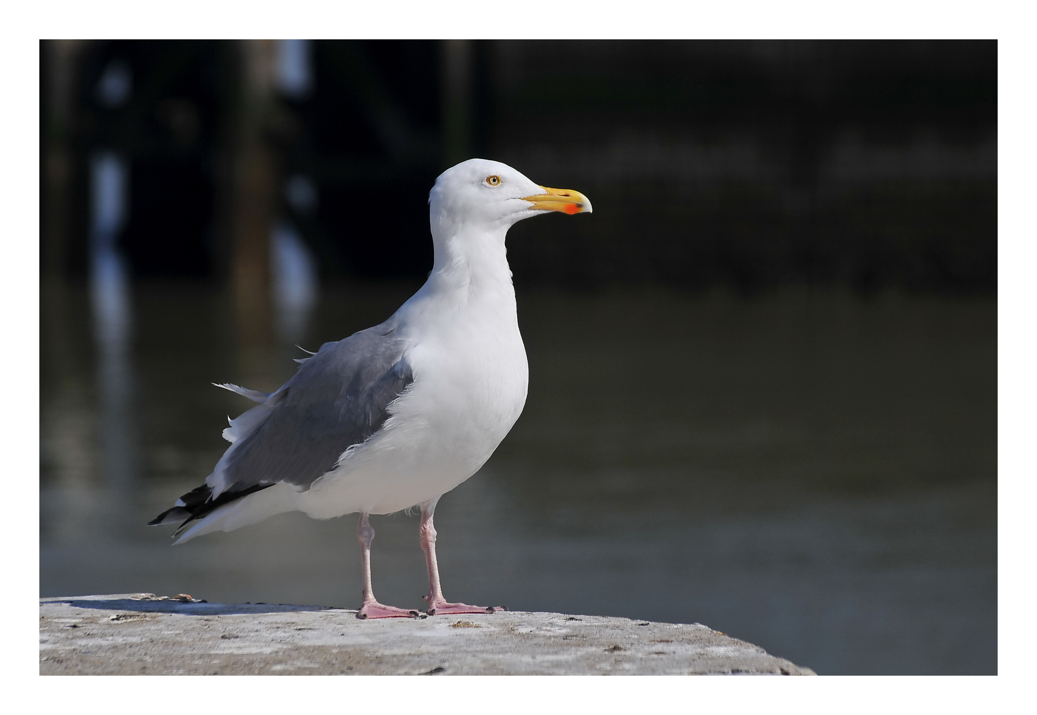 Fonds d'cran Animaux Oiseaux - Mouettes et Golands Mouette .2