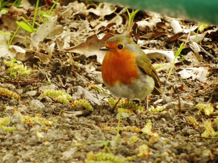 Fonds d'cran Animaux Oiseaux - Rougegorges Wallpaper N350091