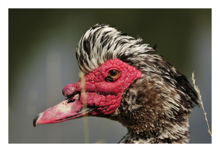 Fonds d'cran Animaux Oiseaux - Canards Canard à tête rouge