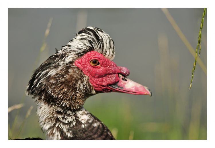 Fonds d'cran Animaux Oiseaux - Canards Canard à tête rouge .2