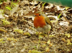  Animaux Image sans titre N350091