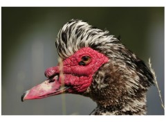  Animaux Canard à tête rouge