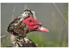  Animaux Canard à tête rouge .2