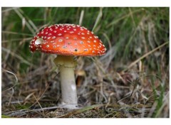 Fonds d'cran Nature Champignon