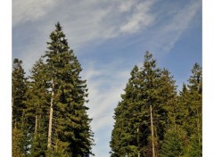  Nature Promenade dans la nature (Fagne)