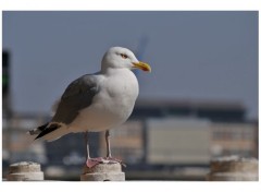 Fonds d'cran Animaux Mouette