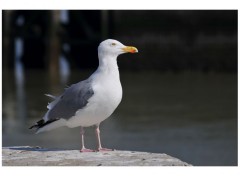  Animaux Mouette .2