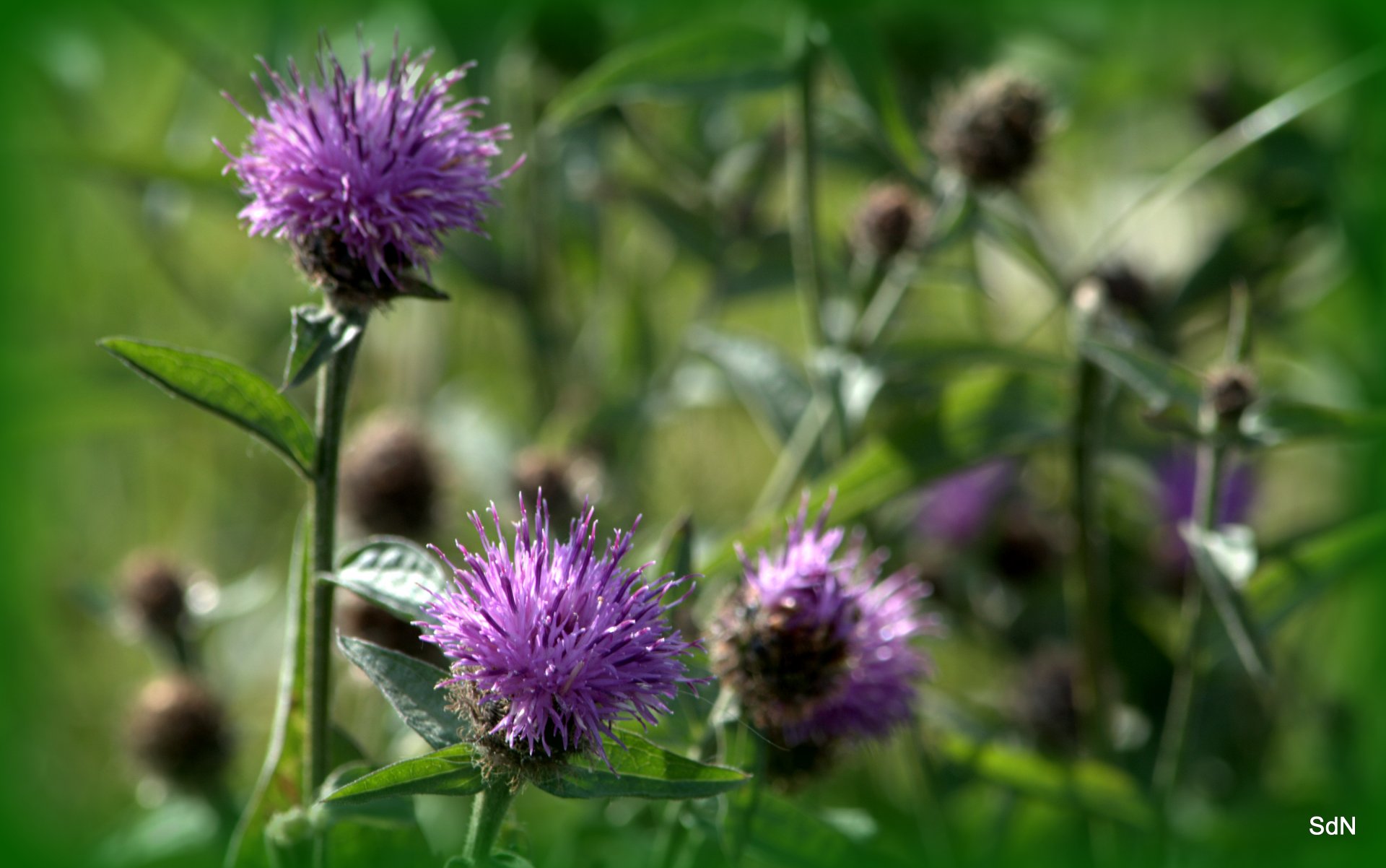 Fonds d'cran Nature Fleurs 