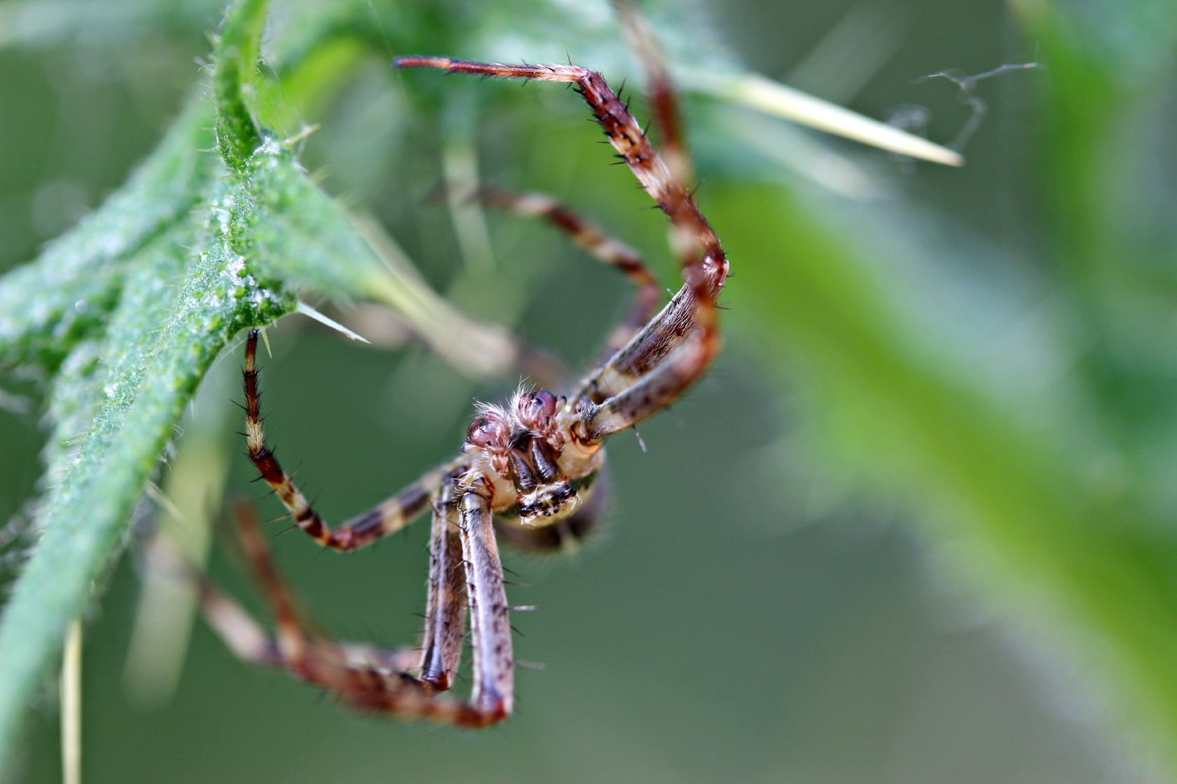 Fonds d'cran Animaux Araignes araignée