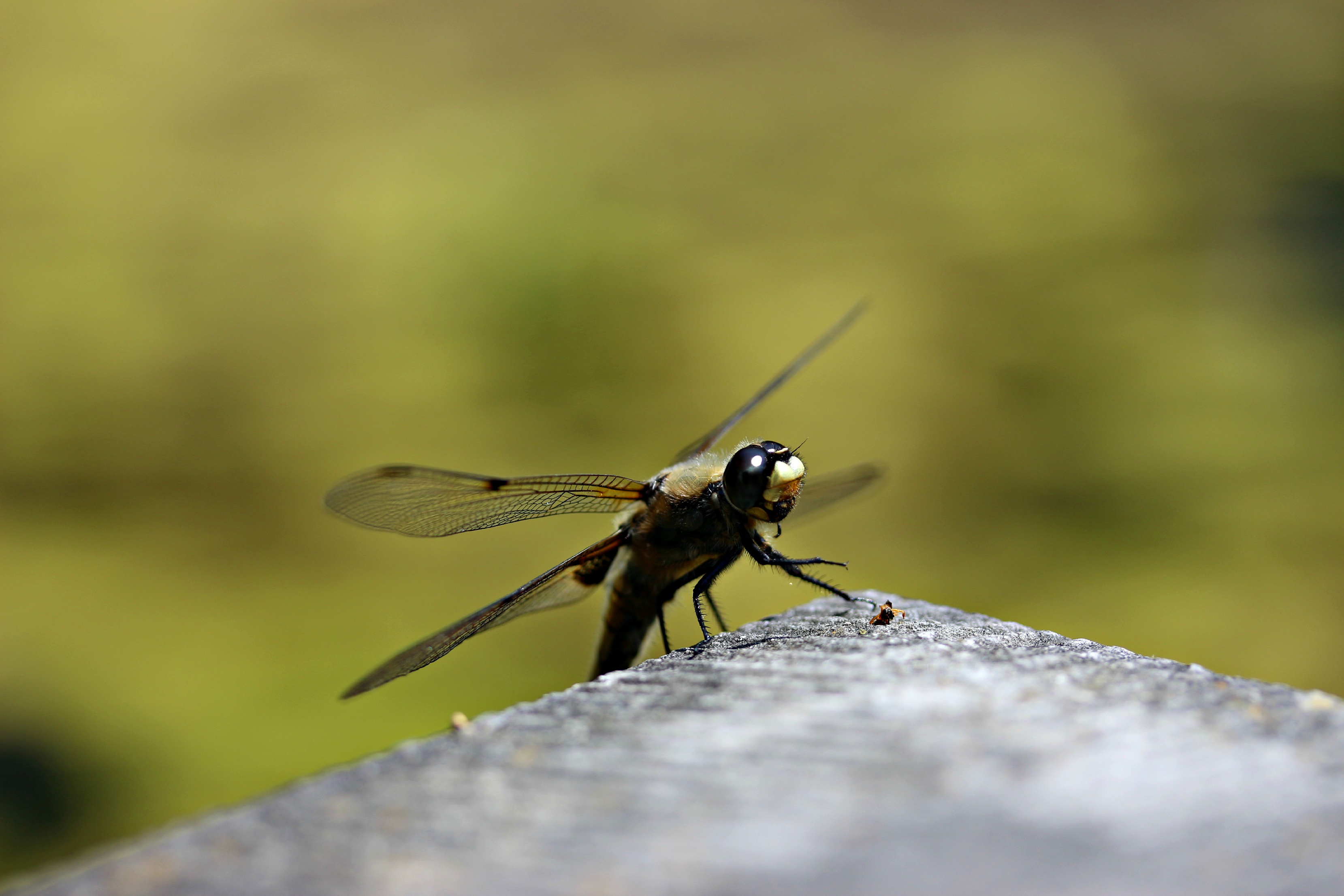 Fonds d'cran Animaux Insectes - Libellules libellule