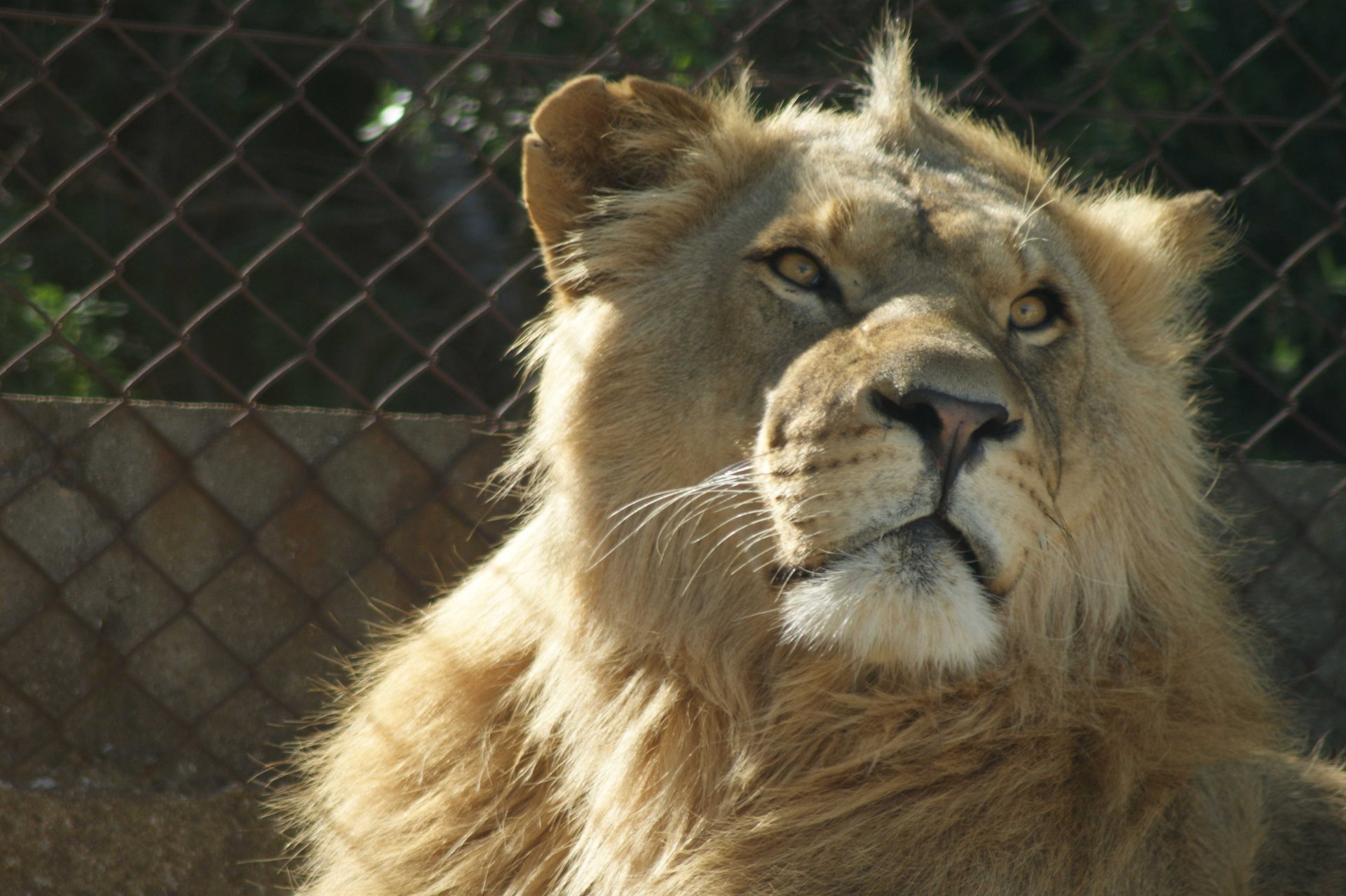 Fonds d'cran Animaux Flins - Lions 