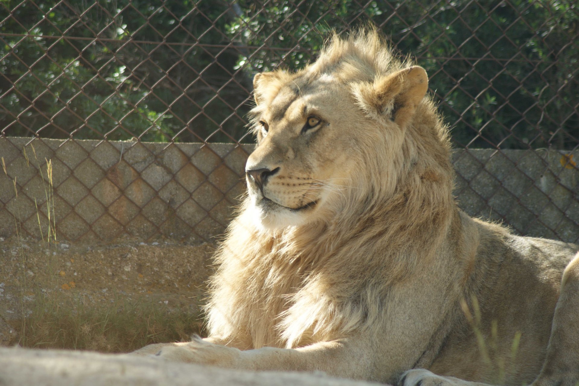 Fonds d'cran Animaux Flins - Lions 