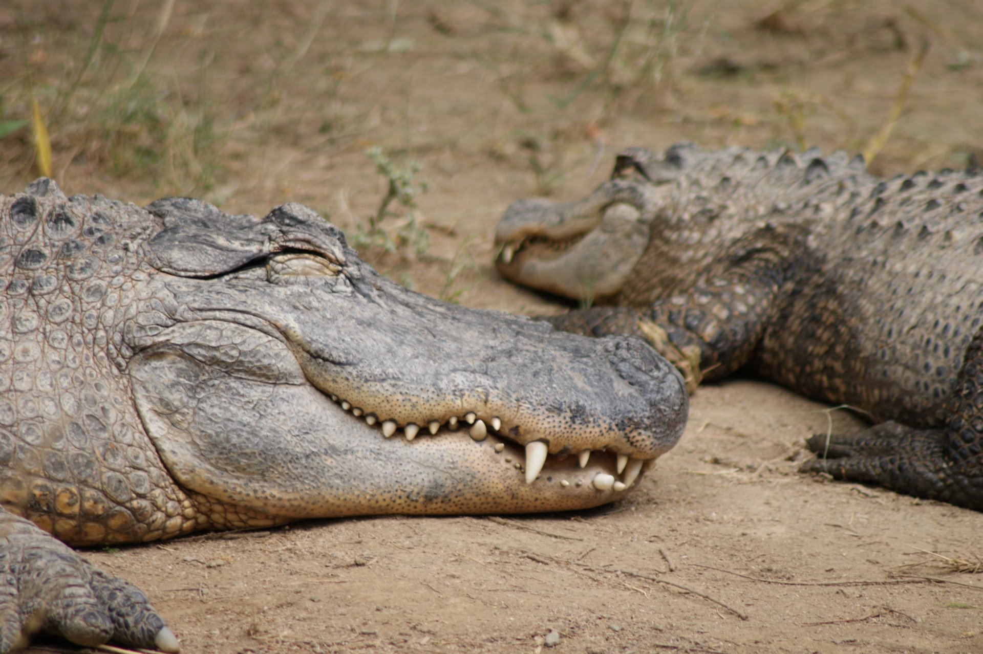 Fonds d'cran Animaux Crocodiles - Alligators - Camans 