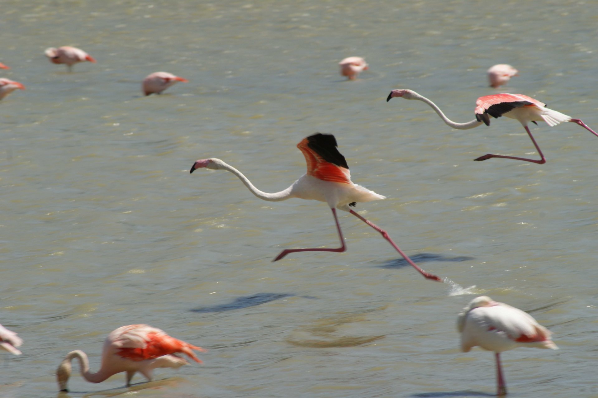 Fonds d'cran Animaux Oiseaux - Flamands roses 