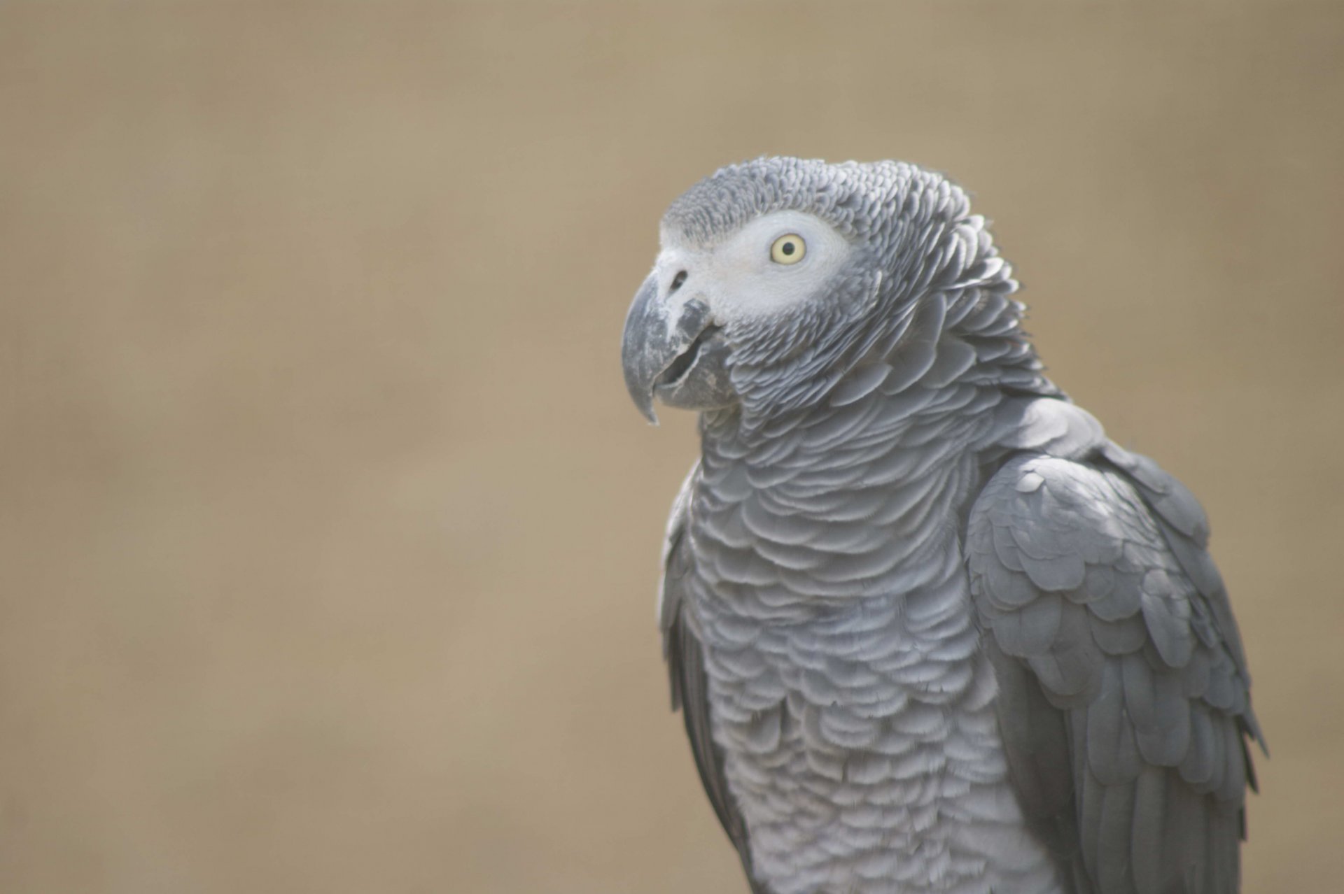 Fonds d'cran Animaux Oiseaux - Perroquets 