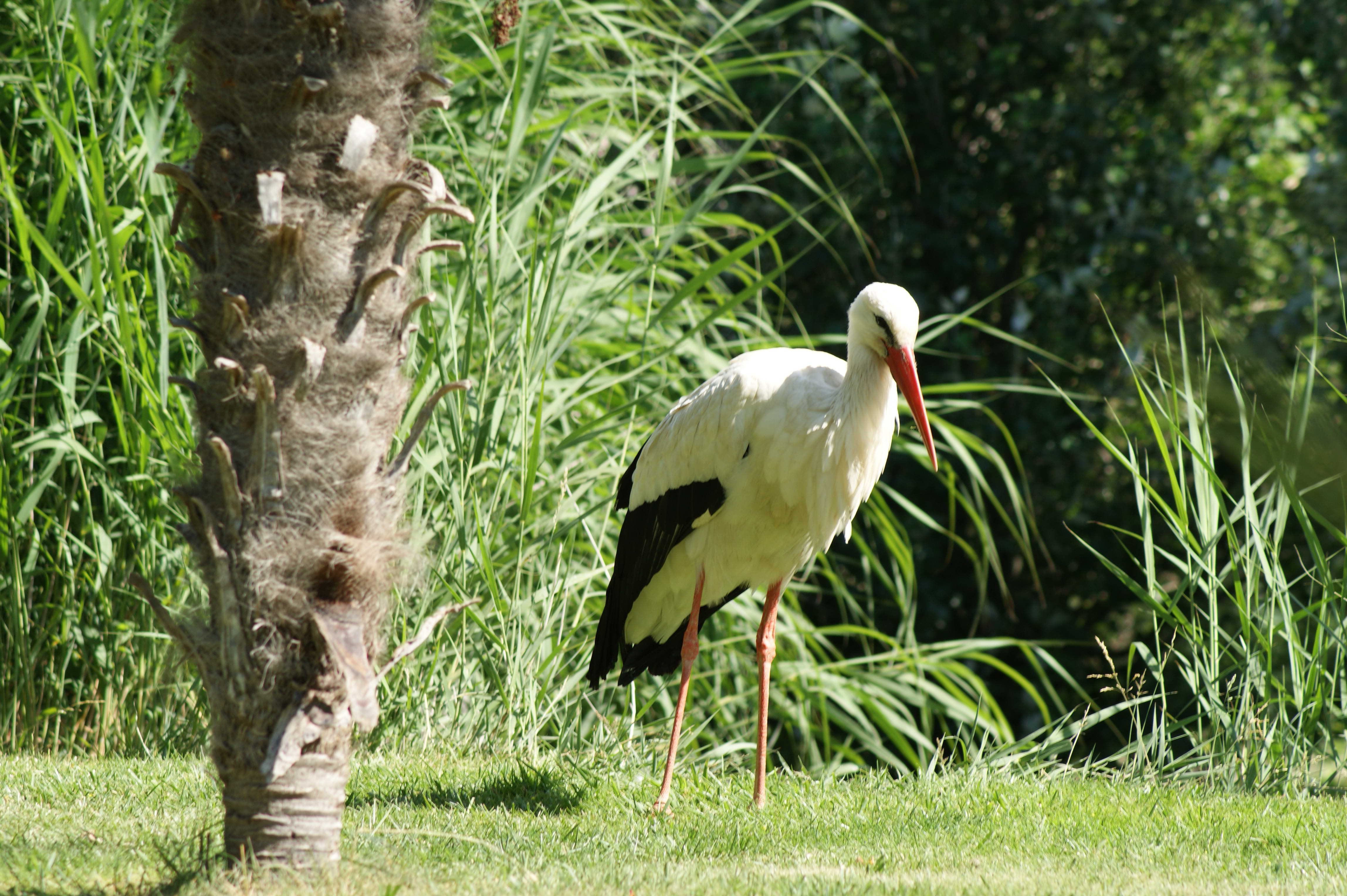 Fonds d'cran Animaux Oiseaux - Cigognes 