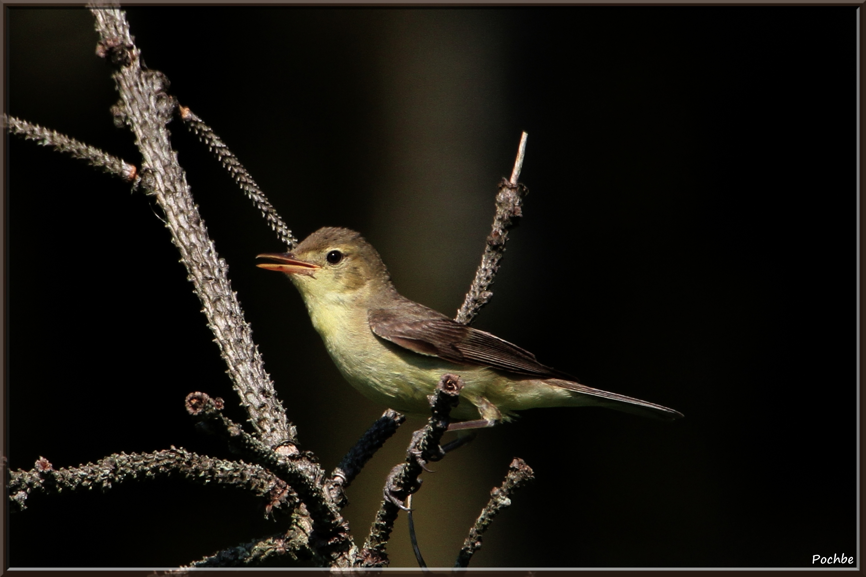 Wallpapers Animals Birds - Misc 