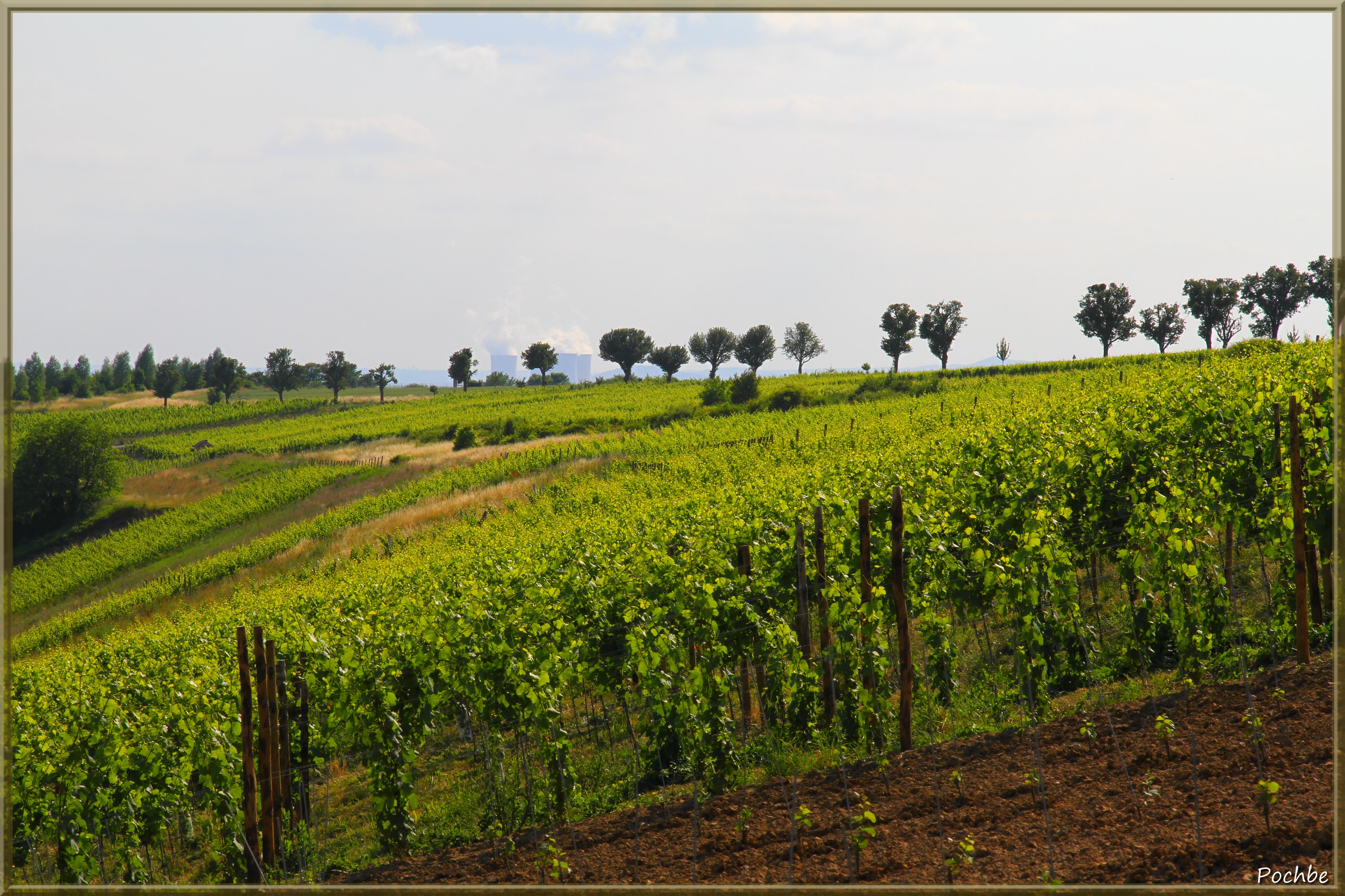 Fonds d'cran Nature Vignes - Vignobles 