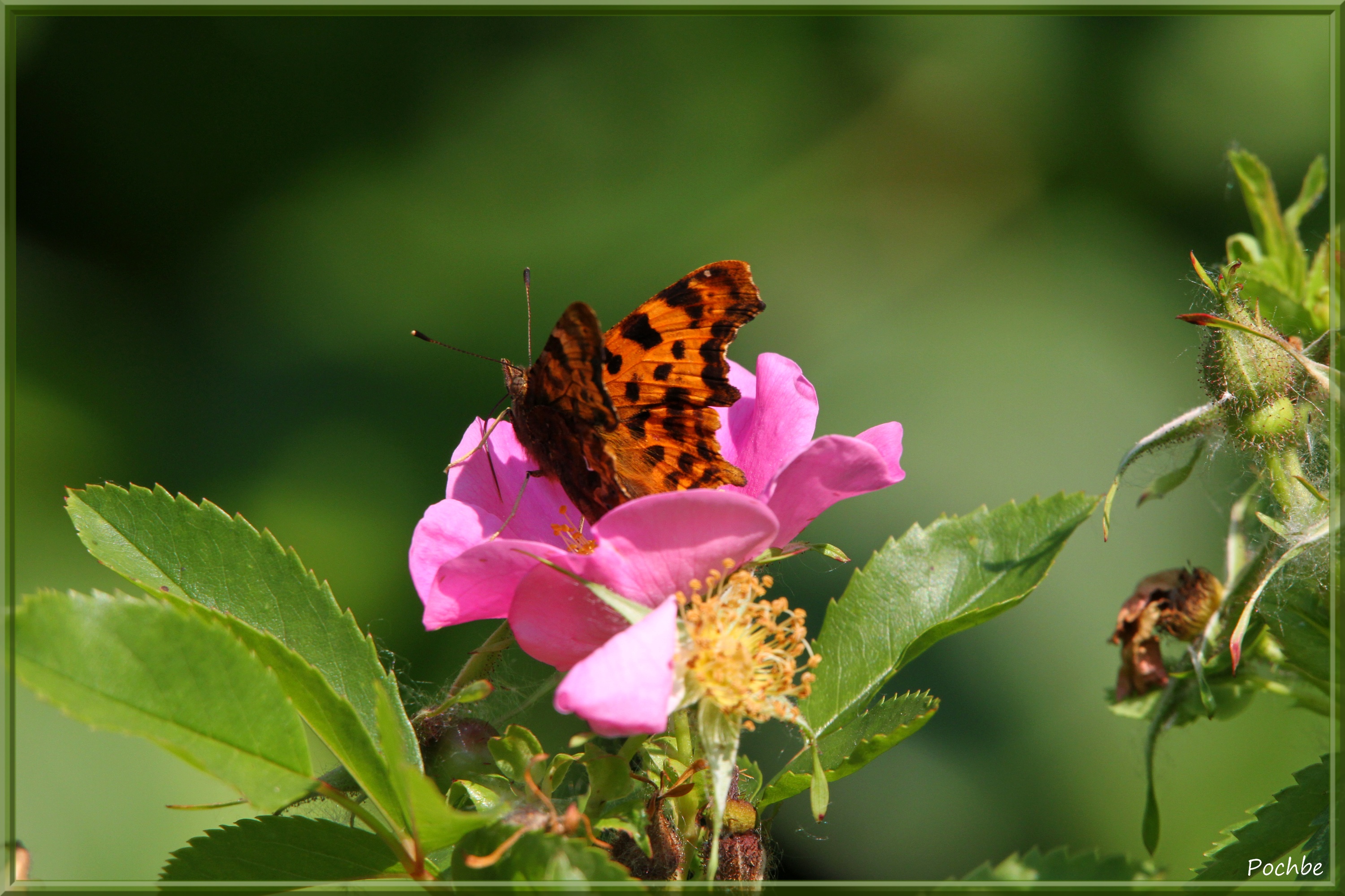 Fonds d'cran Animaux Insectes - Papillons 