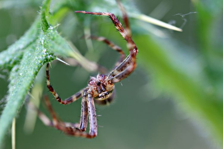 Fonds d'cran Animaux Araignes araignée