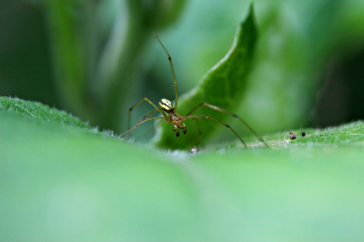 Wallpapers Animals Spiders araignée