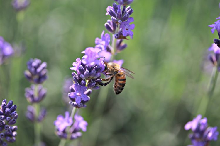 Fonds d'cran Animaux Insectes - Abeilles Gupes ... abeille