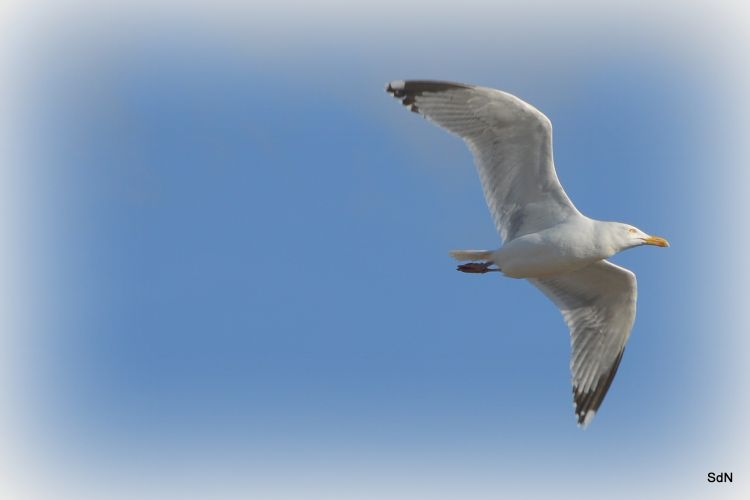 Wallpapers Animals Birds - Gulls GOELAND-ST VALERY