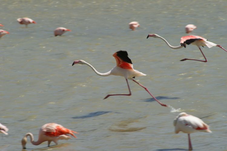 Wallpapers Animals Birds - Flamingos Wallpaper N350328