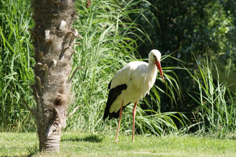 Fonds d'cran Animaux Oiseaux - Cigognes Wallpaper N350330