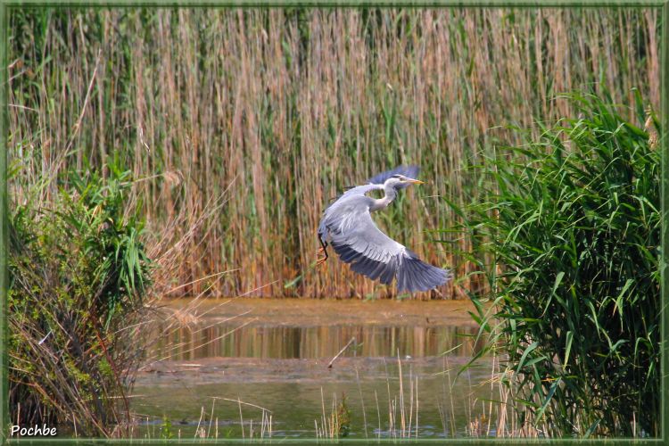 Fonds d'cran Animaux Oiseaux - Hrons Wallpaper N350333