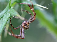  Animaux araignée