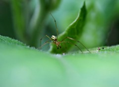  Animaux araignée