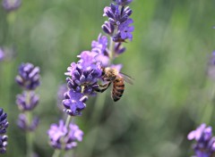  Animaux abeille