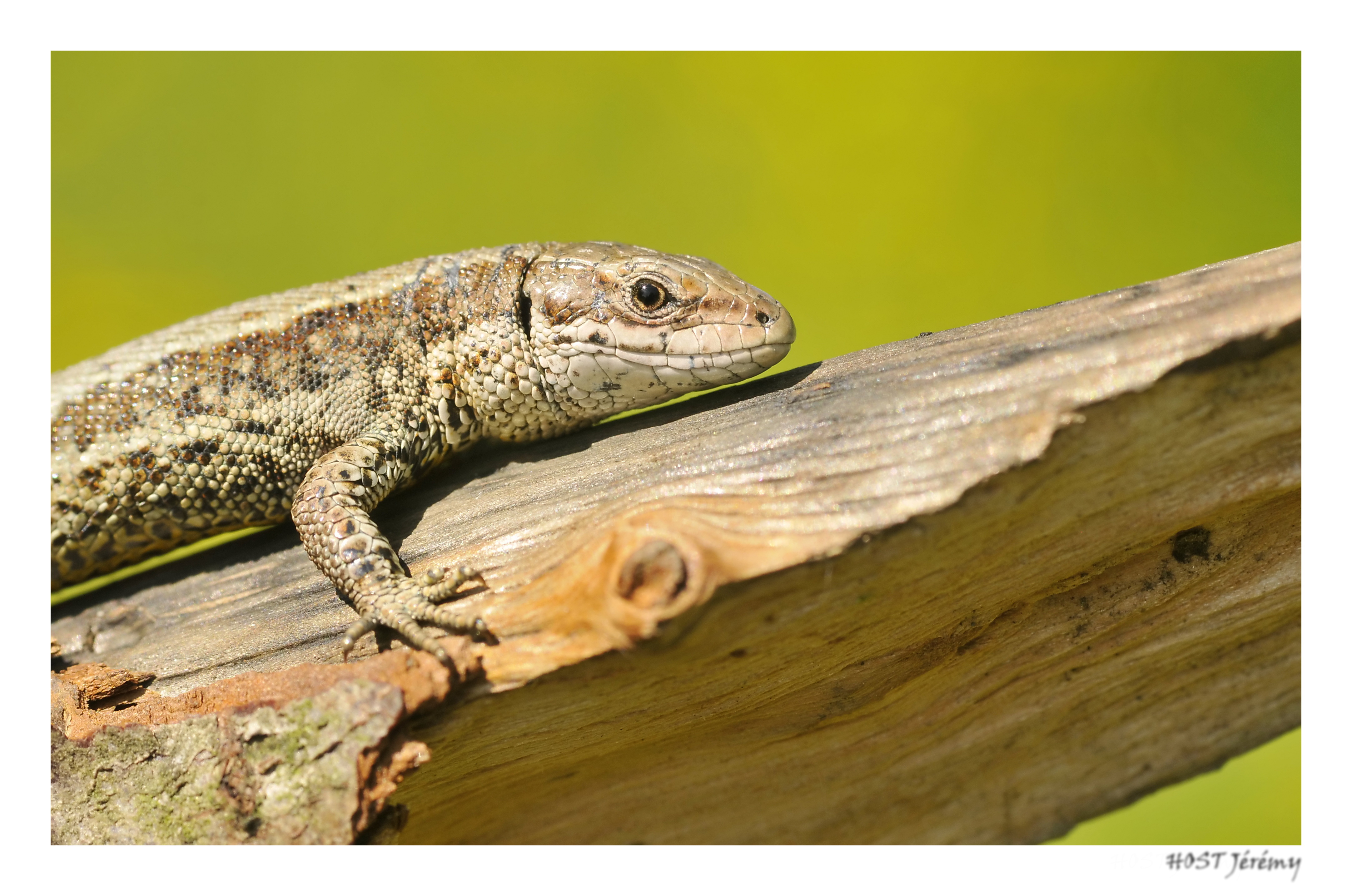 Fonds d'cran Animaux Lzards - Iguanes Lézard vivipare