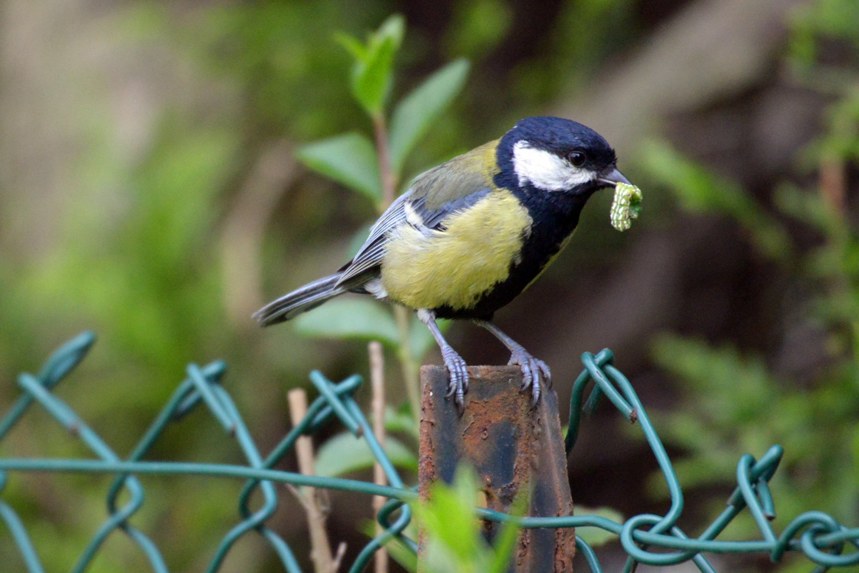 Fonds d'cran Animaux Oiseaux - Divers Un pinson je crois ...