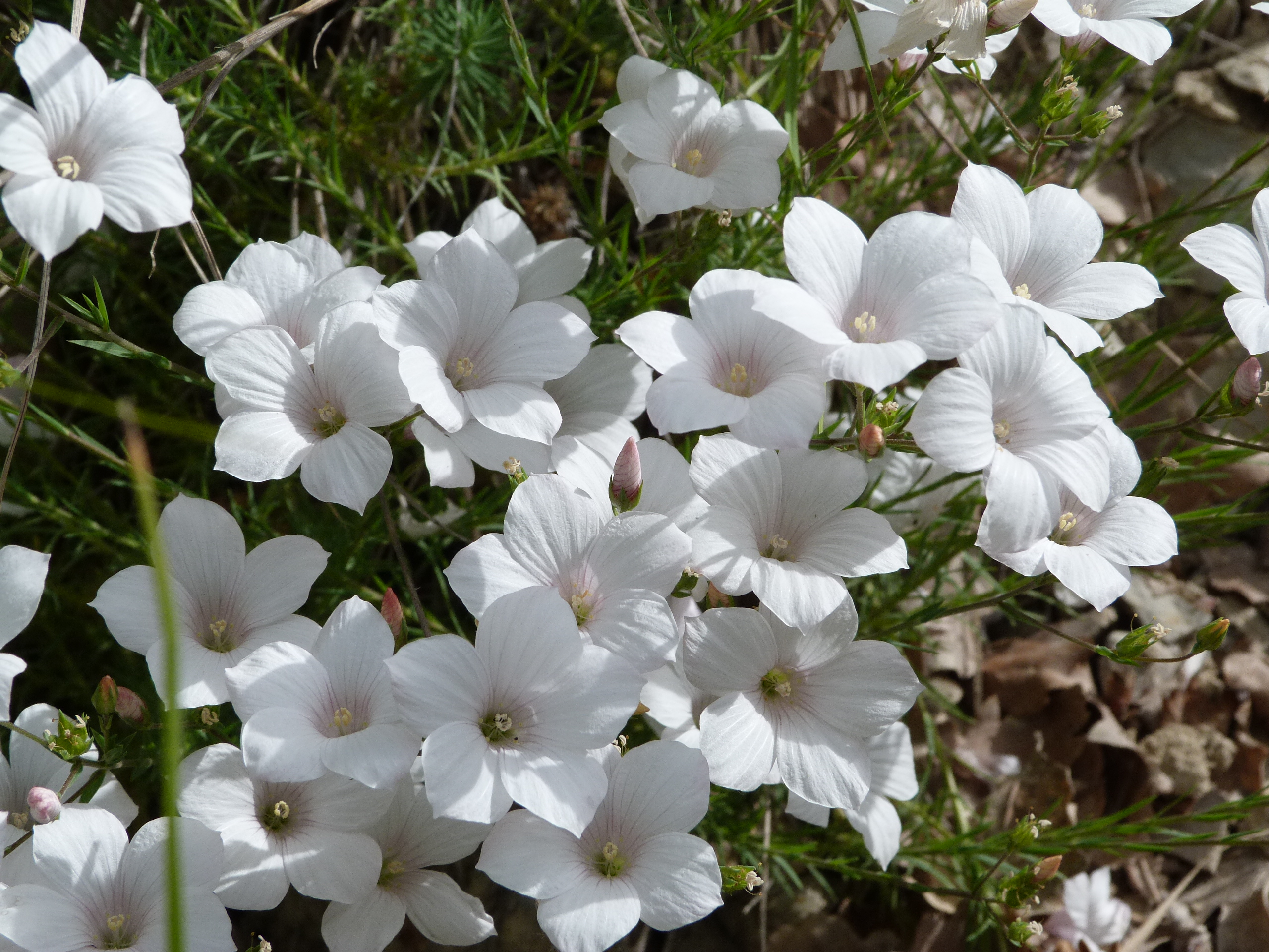 Wallpapers Nature Flowers lin a feuilles de salsola